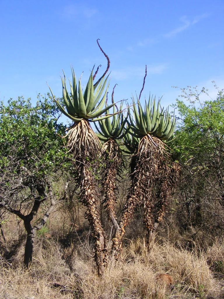 Aloe Castanea