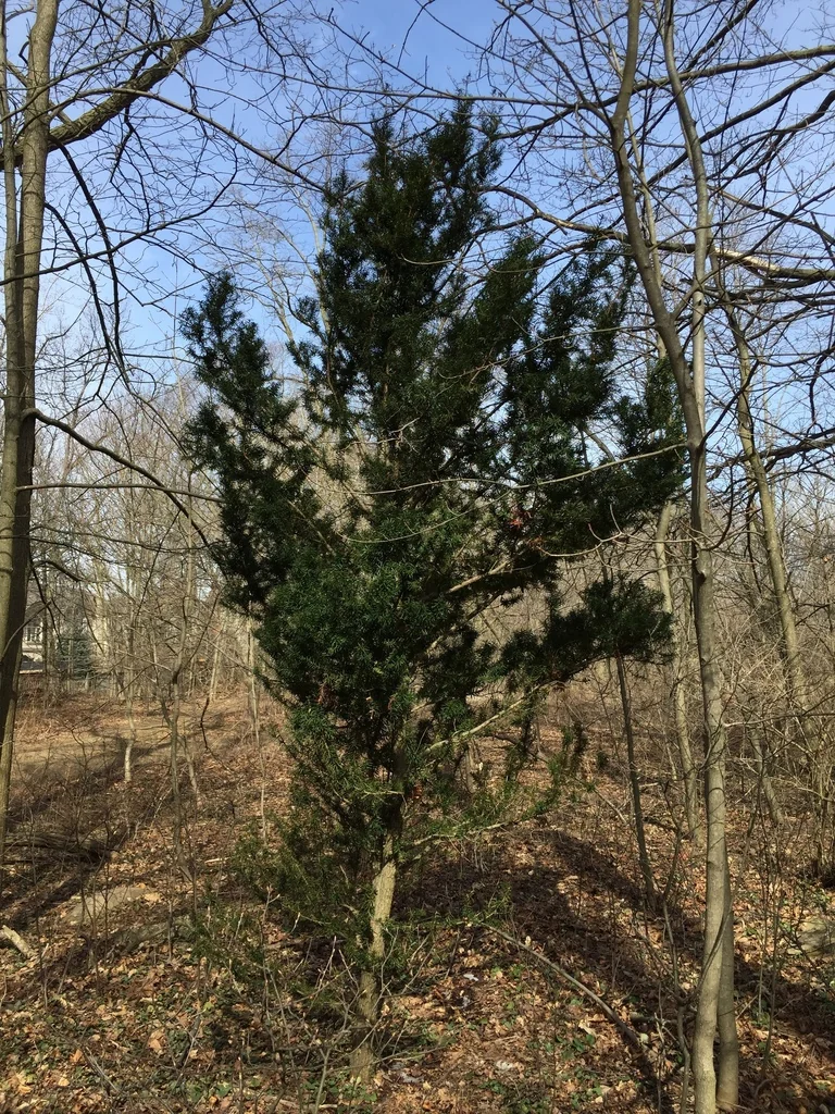 Taxus Cuspidata