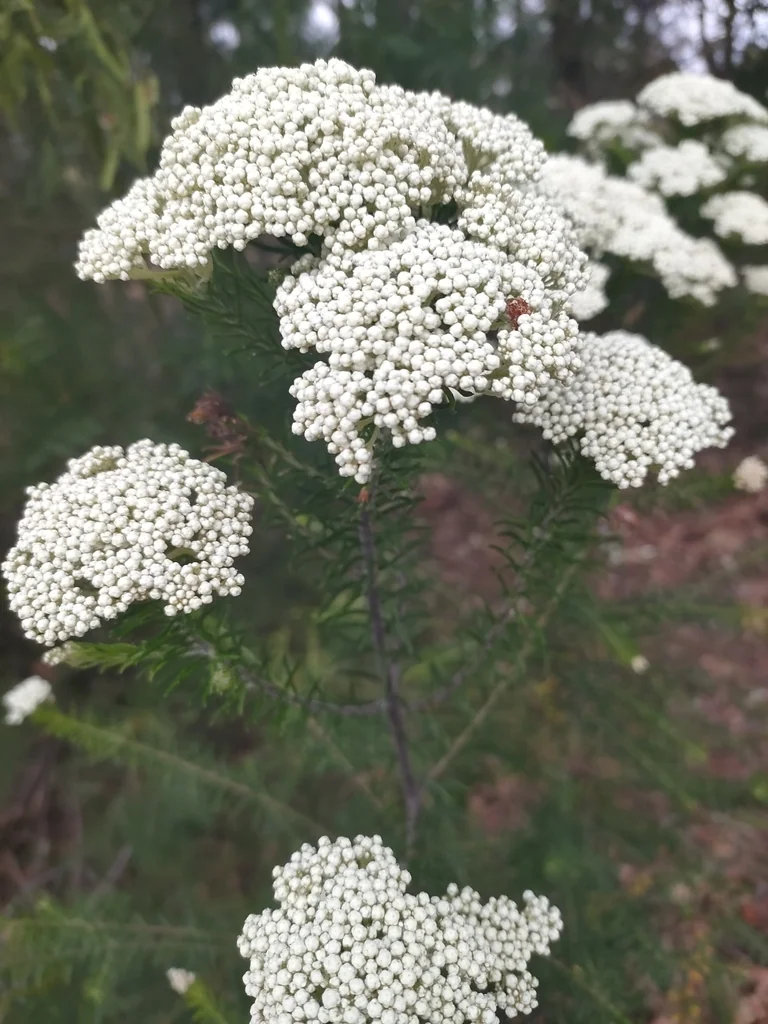 Ozothamnus Diosmifolius