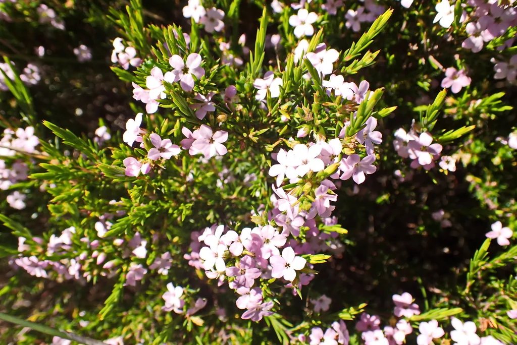Coleonema Pulchellum