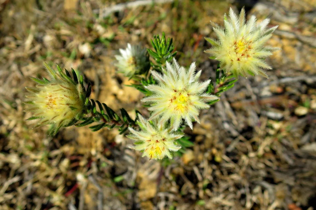 Phylica Pubescens
