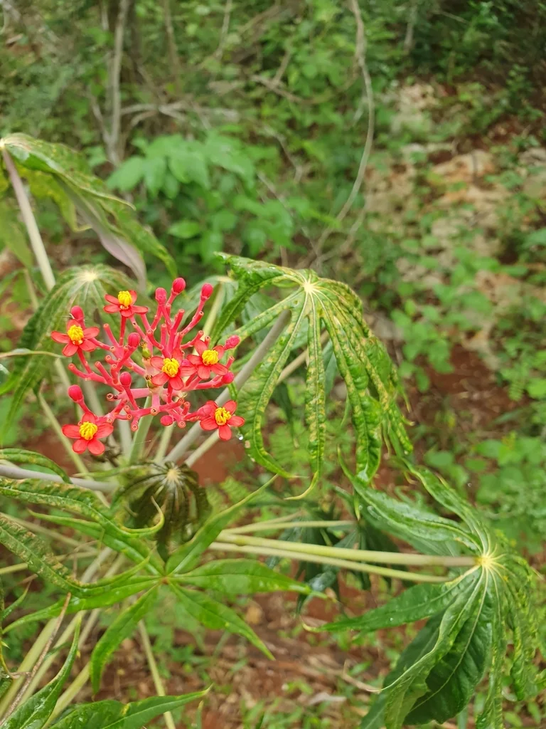 Jatropha Multifida