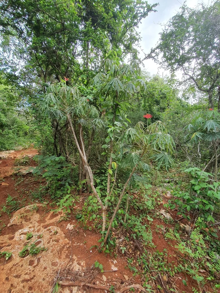 Jatropha Multifida