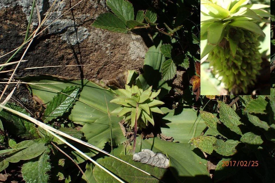 Eucomis Autumnalis