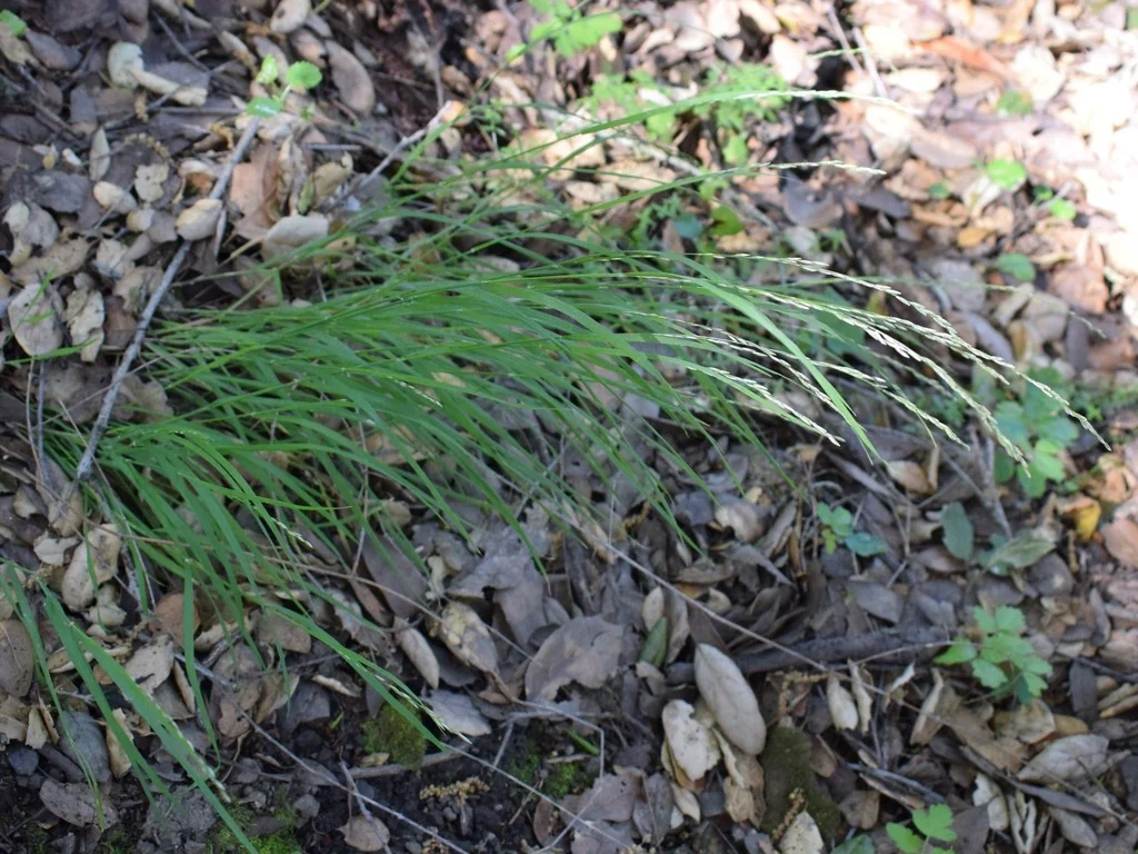 Melica Californica