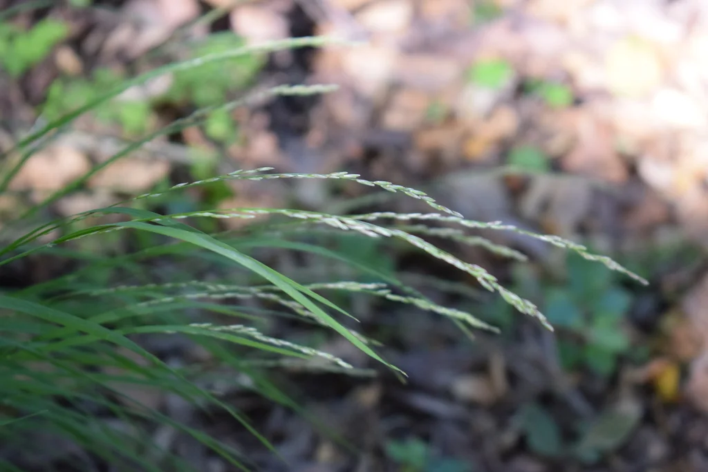 Melica Californica