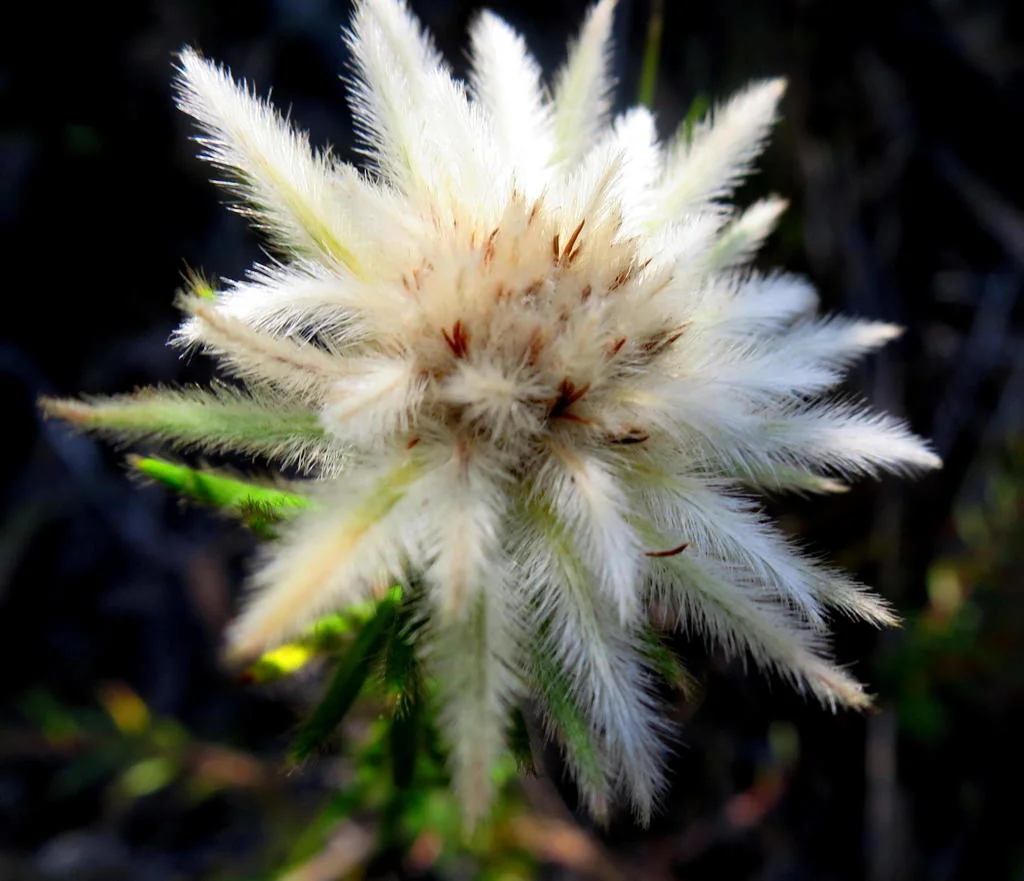 Phylica Pubescens