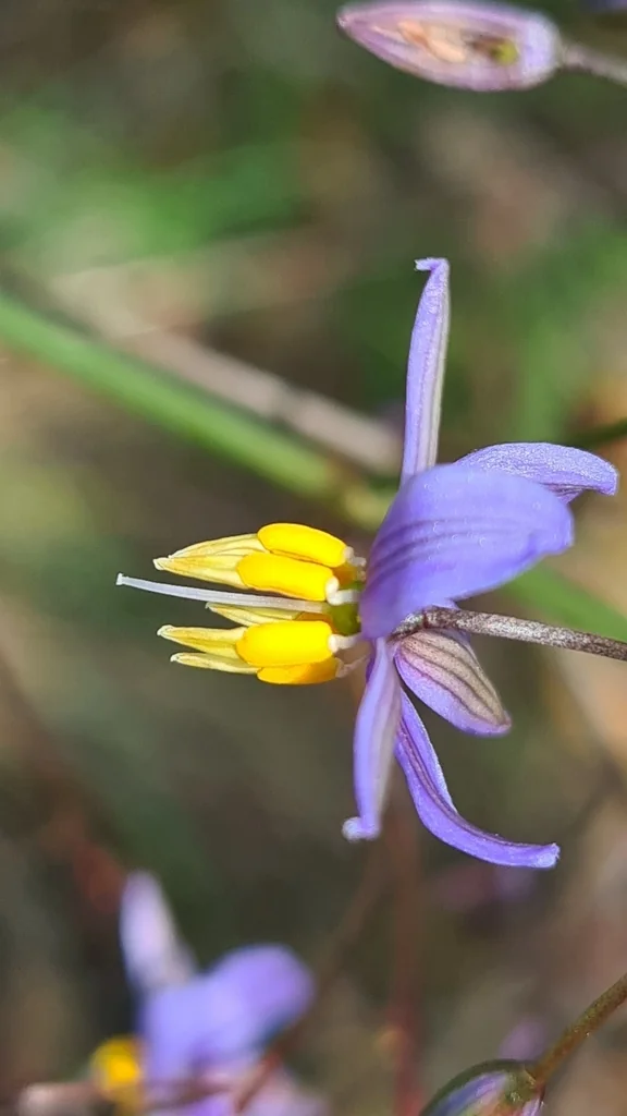 Dianella Longifolia