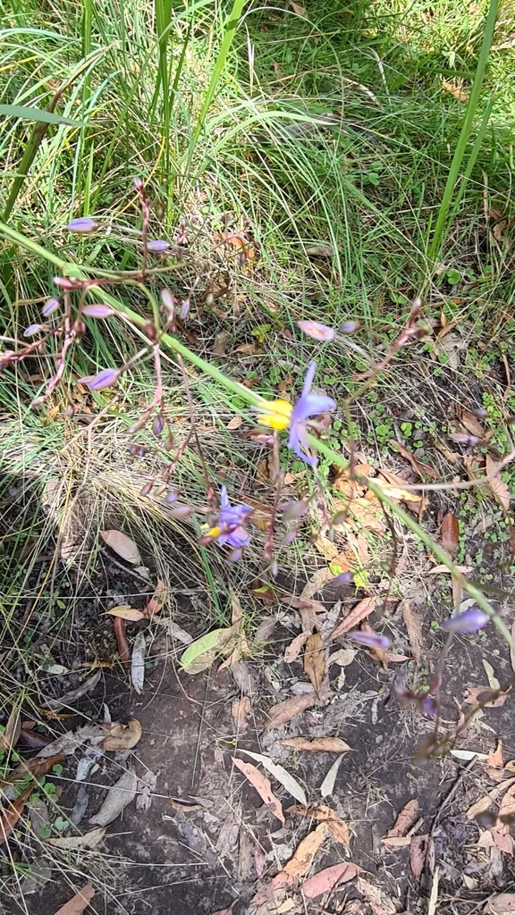 Dianella Longifolia