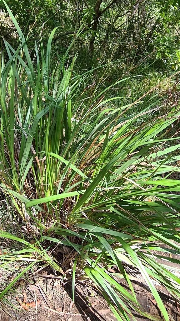 Dianella Longifolia