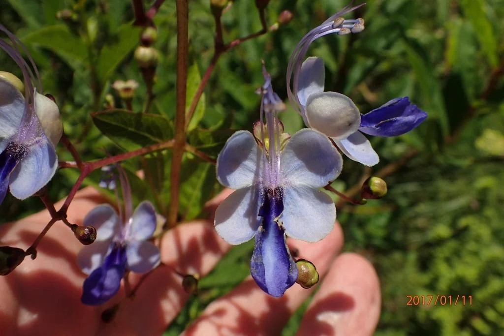 Clerodendrum Ugandense