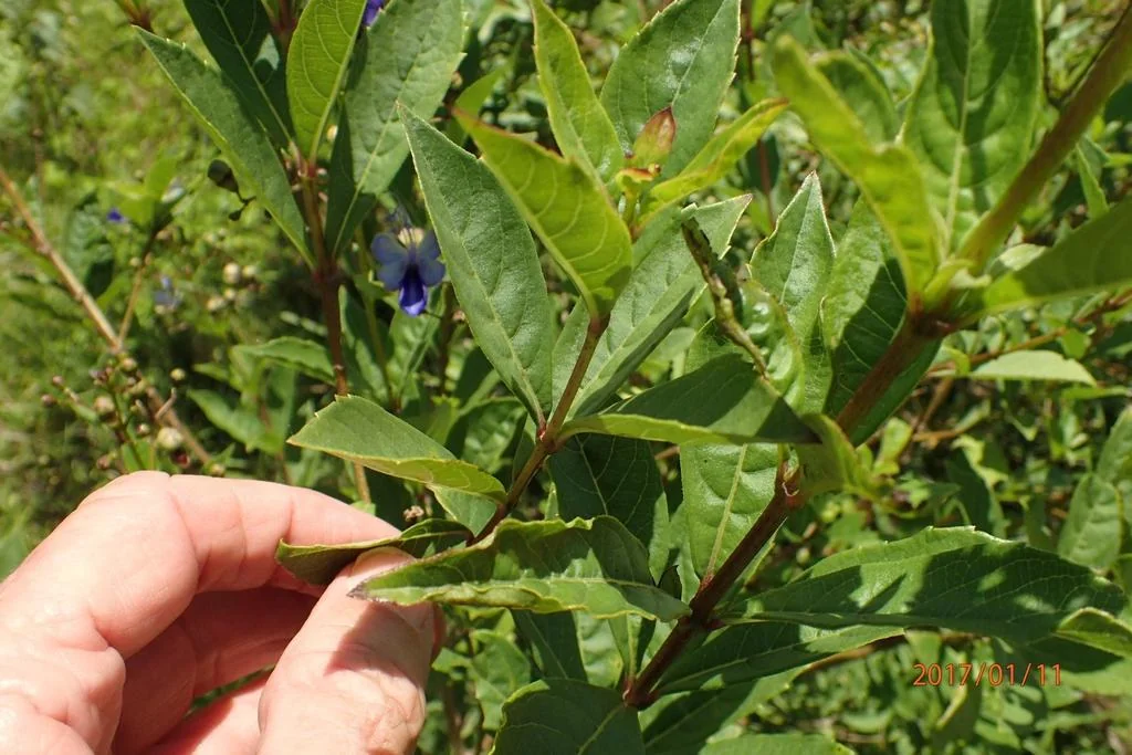 Clerodendrum Ugandense