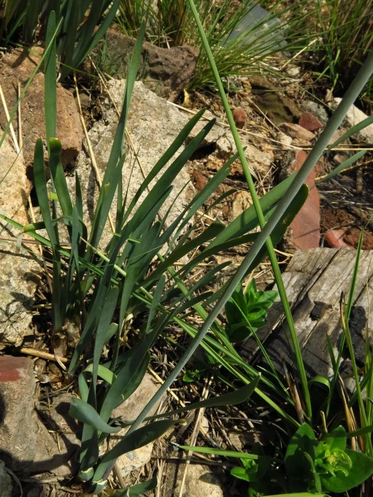 Tulbaghia Violacea