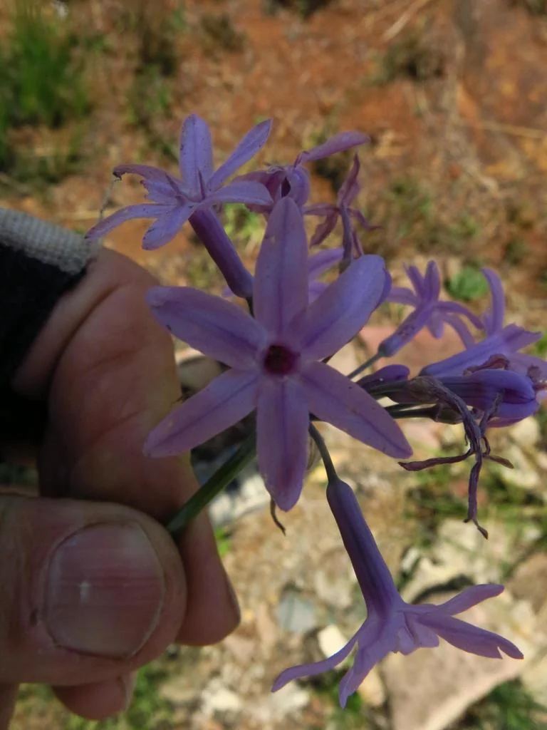 Tulbaghia Violacea