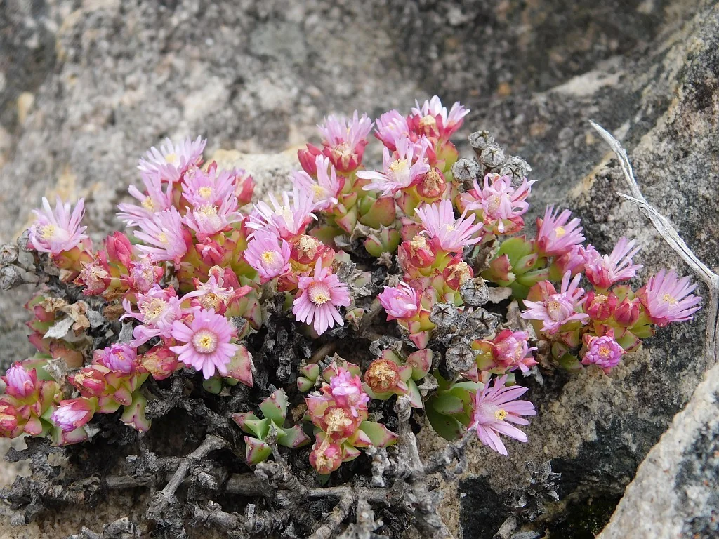 Oscularia Deltoides