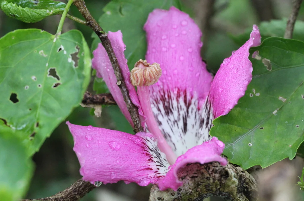 Ceiba Speciosa