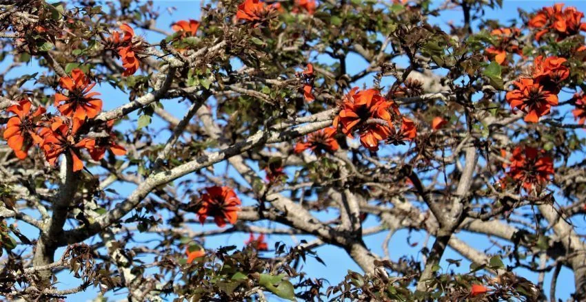 Erythrina Caffra