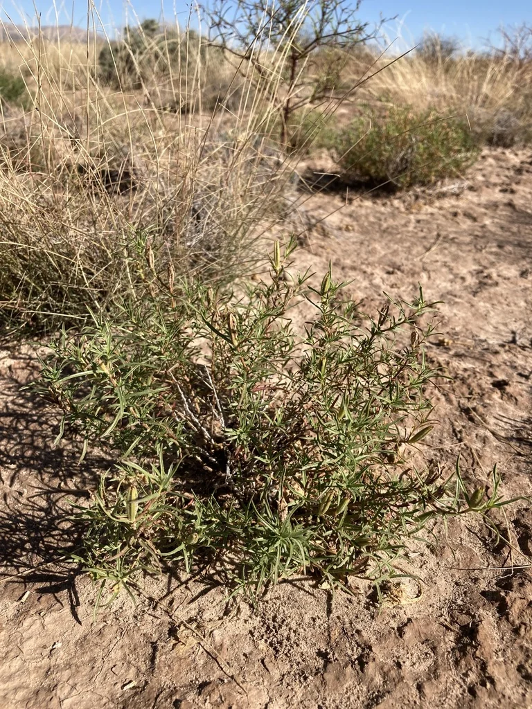 Calylophus Hartwegii
