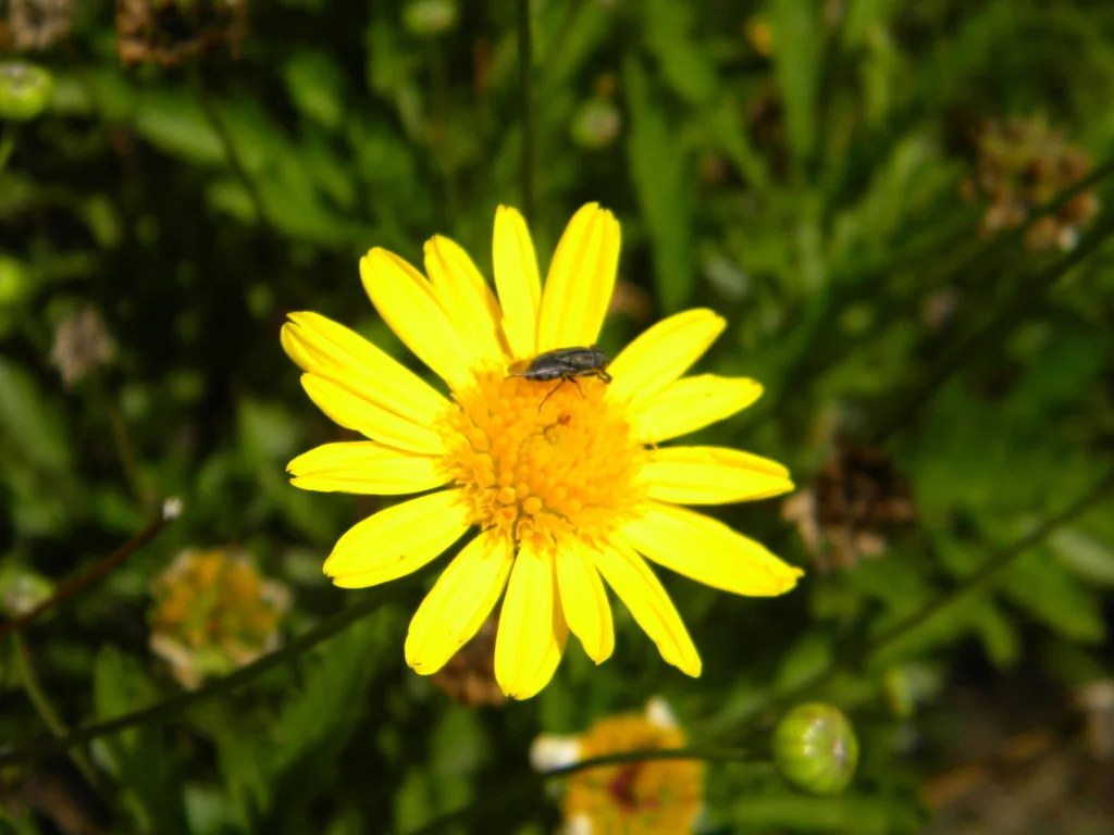 Euryops Chrysanthemoides