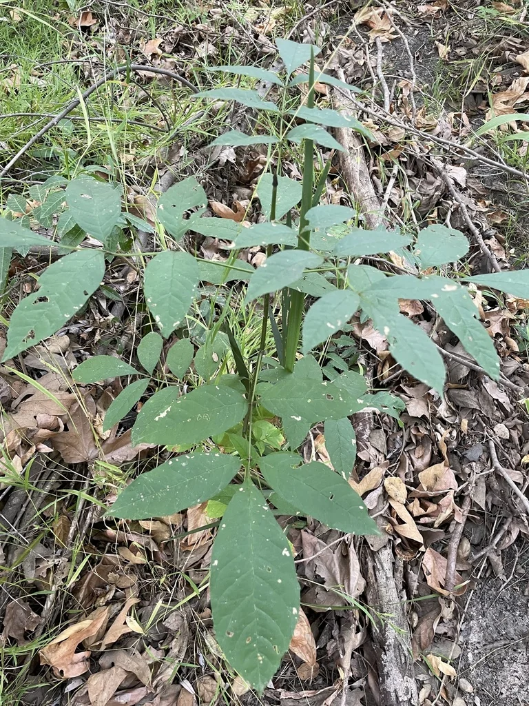 Fraxinus Uhdei