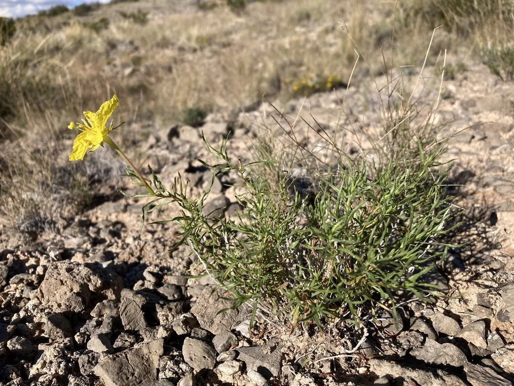 Calylophus Hartwegii