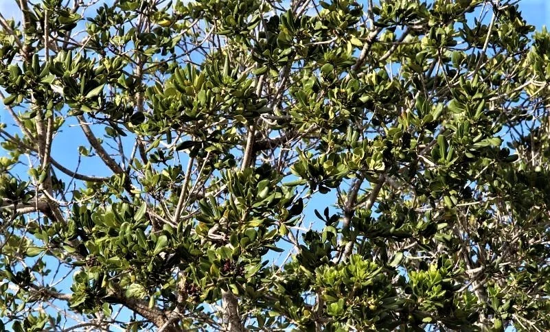 Pittosporum Viridiflorum