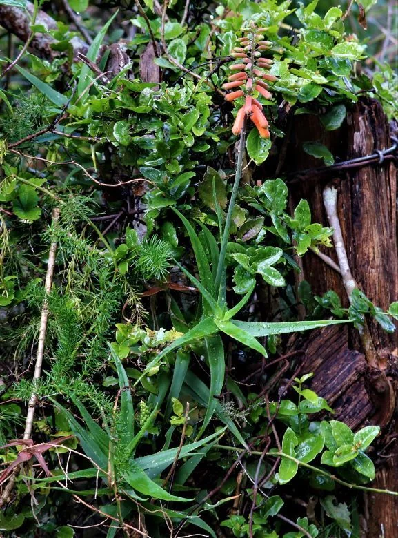 Aloe Ciliaris