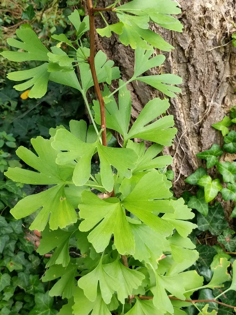Ginkgo Biloba