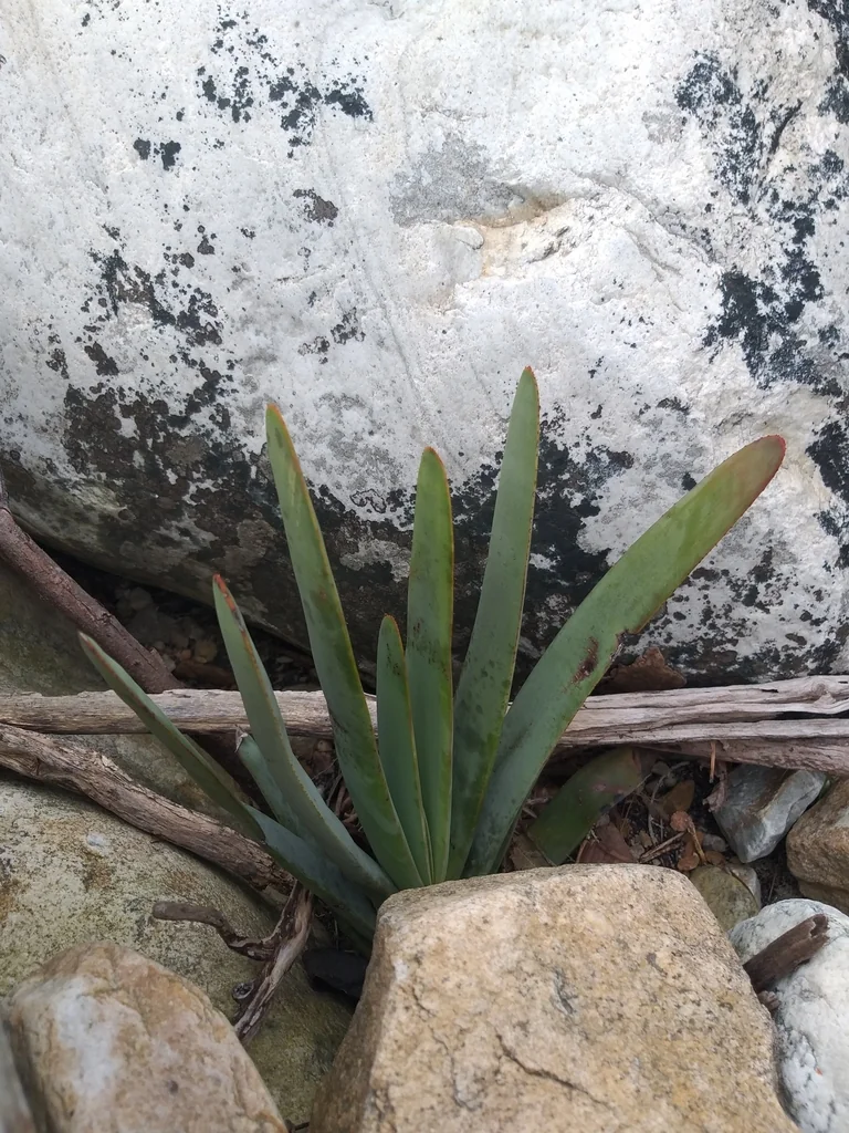 Aloe Plicatilis