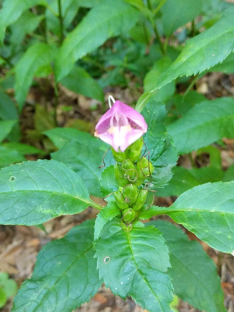 Chelone Lyonii