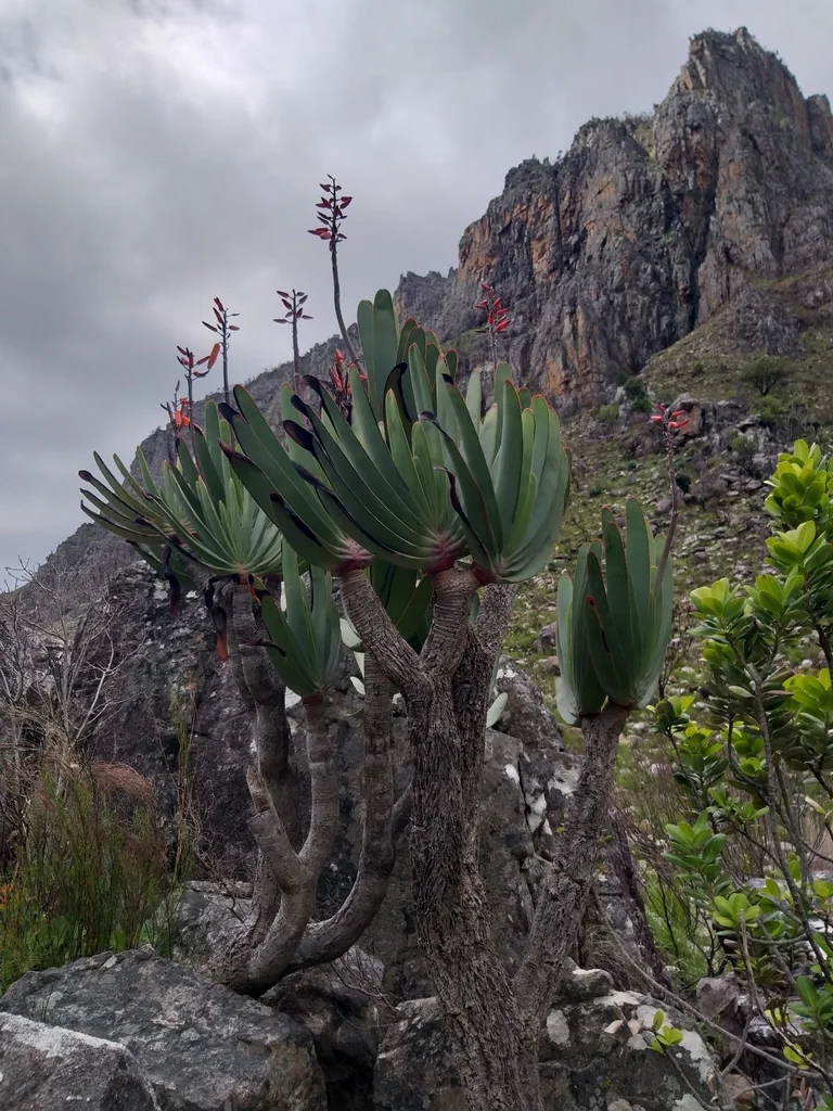 Aloe Plicatilis
