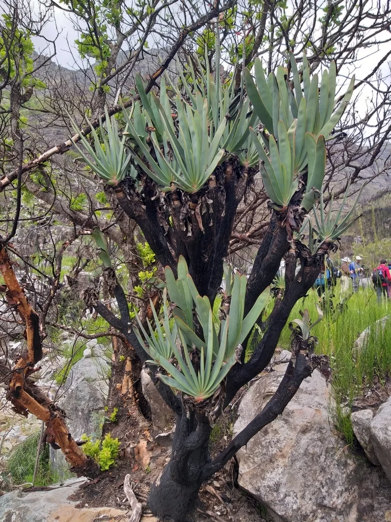 Aloe Plicatilis