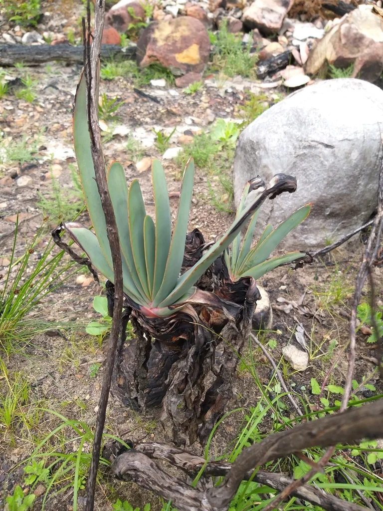 Aloe Plicatilis