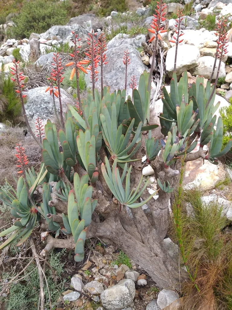 Aloe Plicatilis