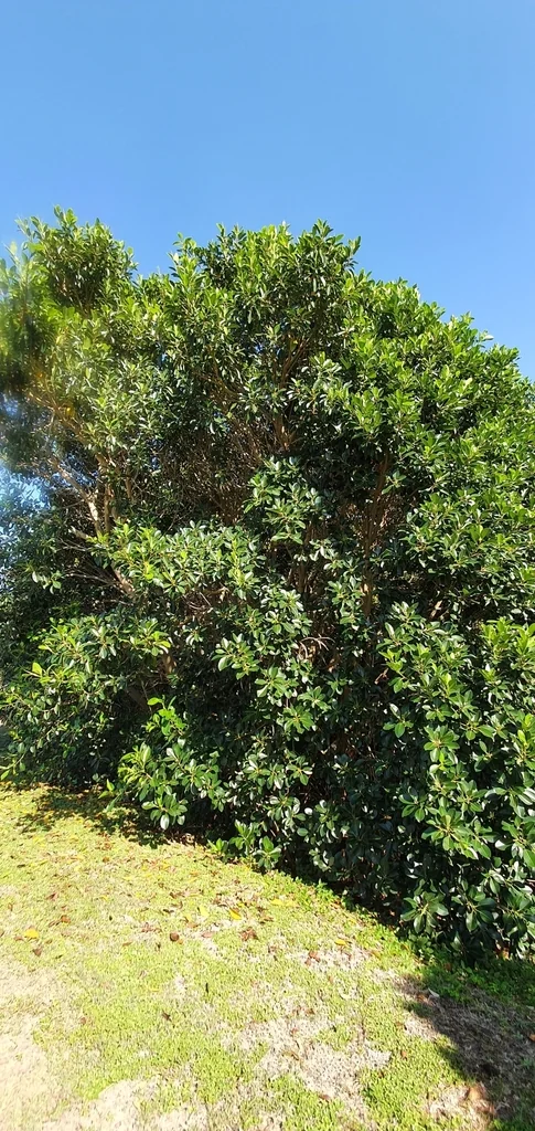 Ficus rubiginosa
