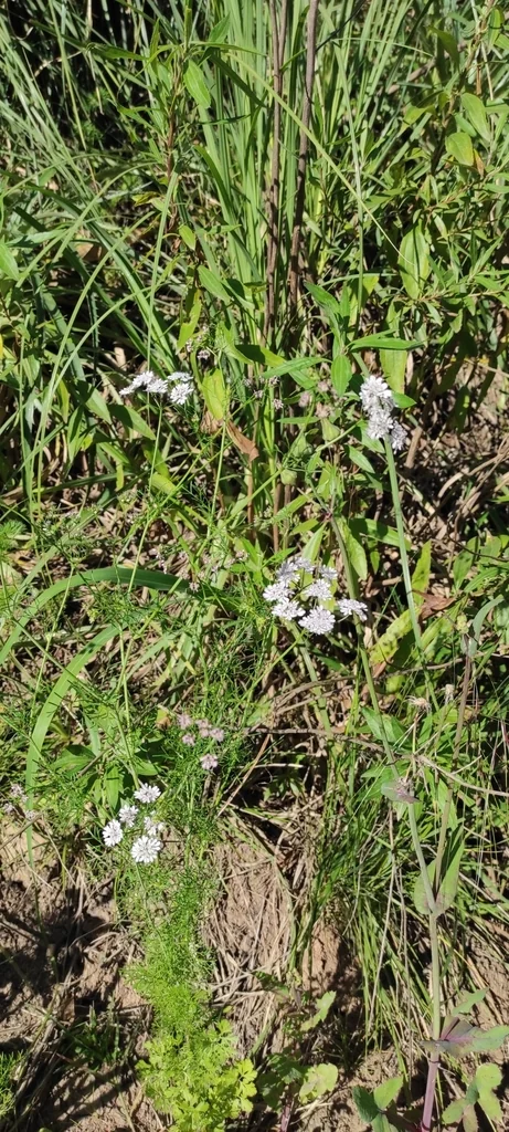 Coriandrum Sativum