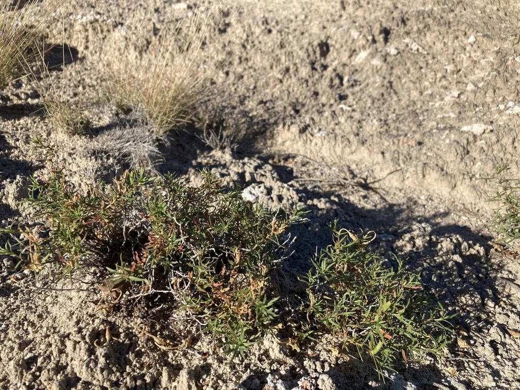 Calylophus Hartwegii