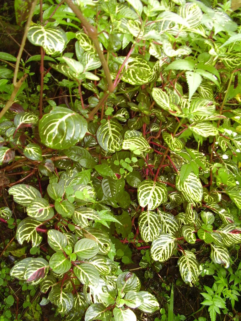 Iresine Herbstii