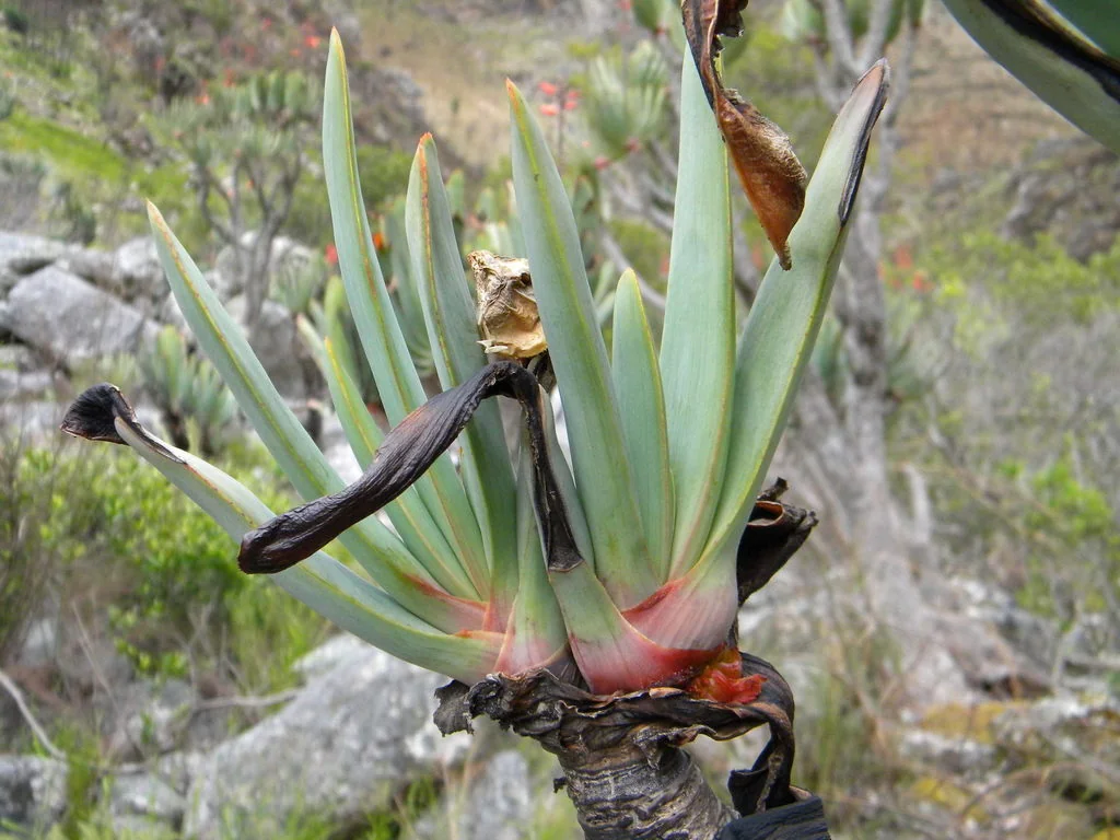 Aloe Plicatilis