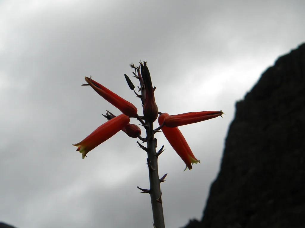 Aloe Plicatilis