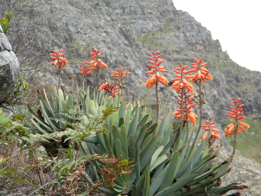 Aloe Plicatilis