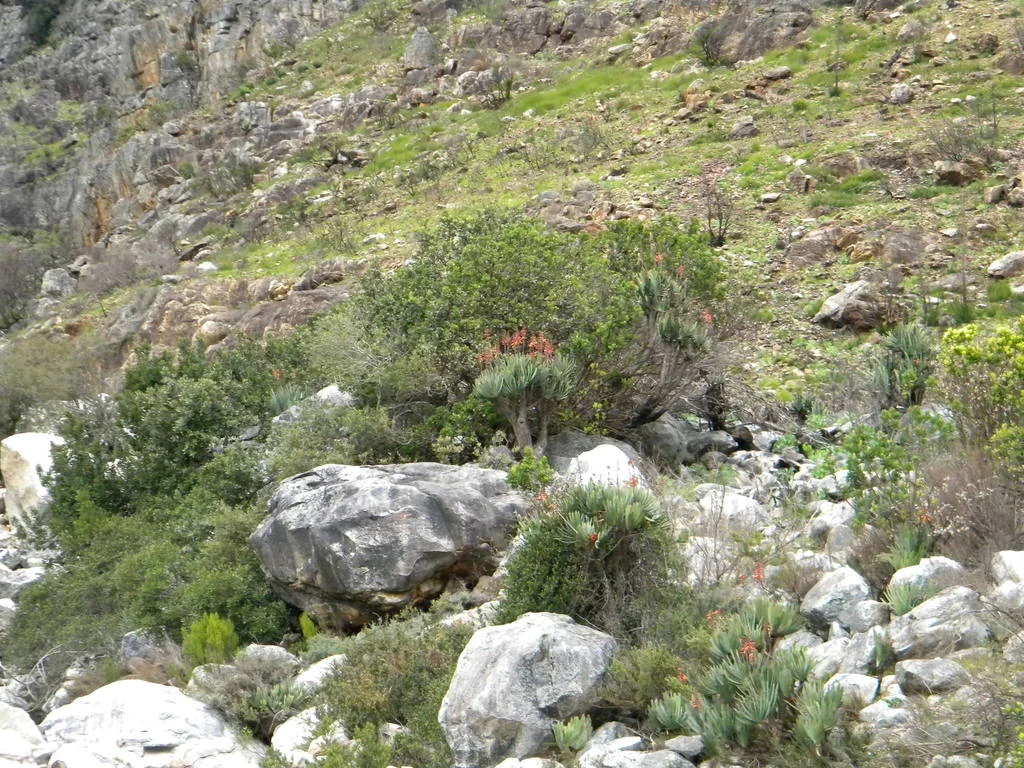Aloe Plicatilis