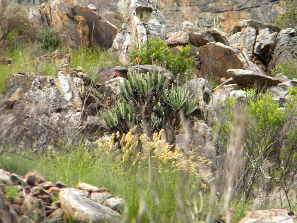 Aloe Plicatilis