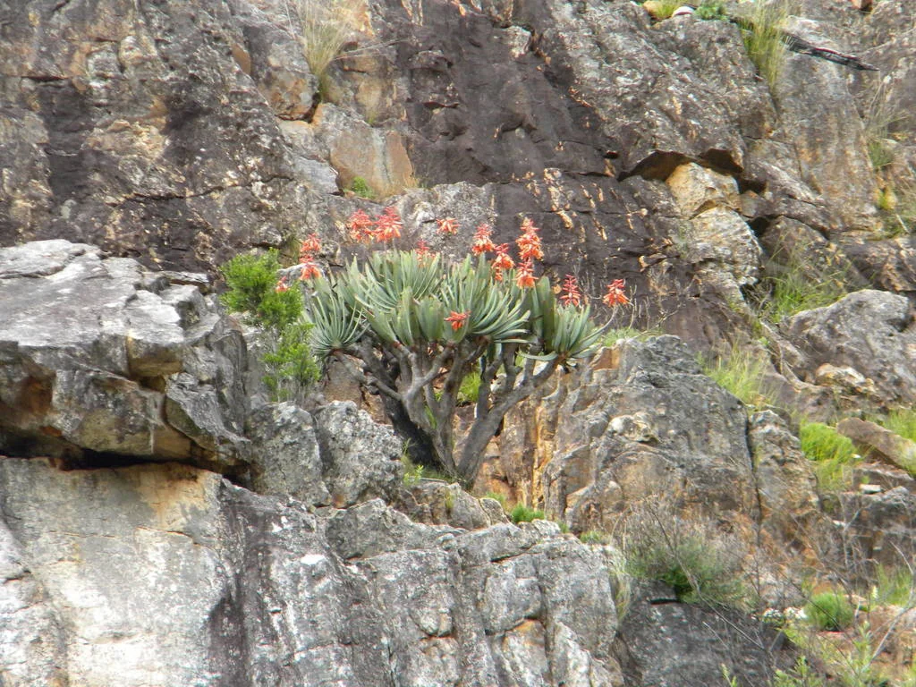 Aloe Plicatilis