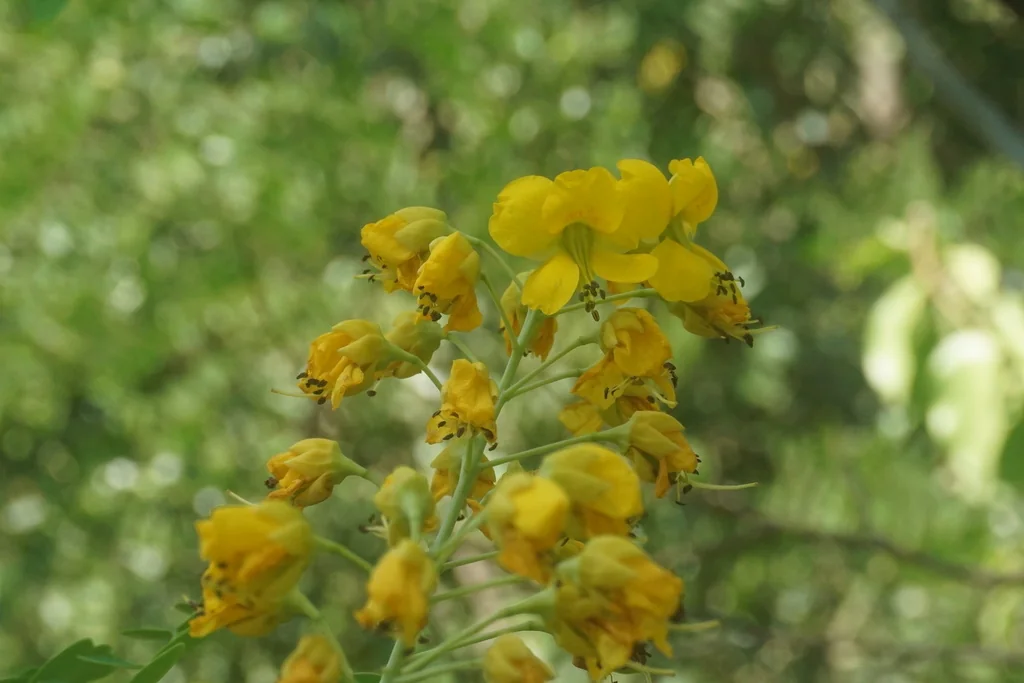 Caesalpinia Mexicana