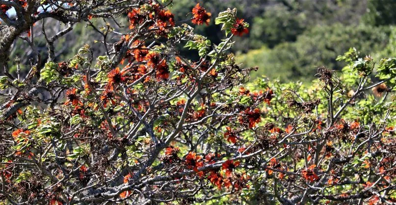 Erythrina Caffra