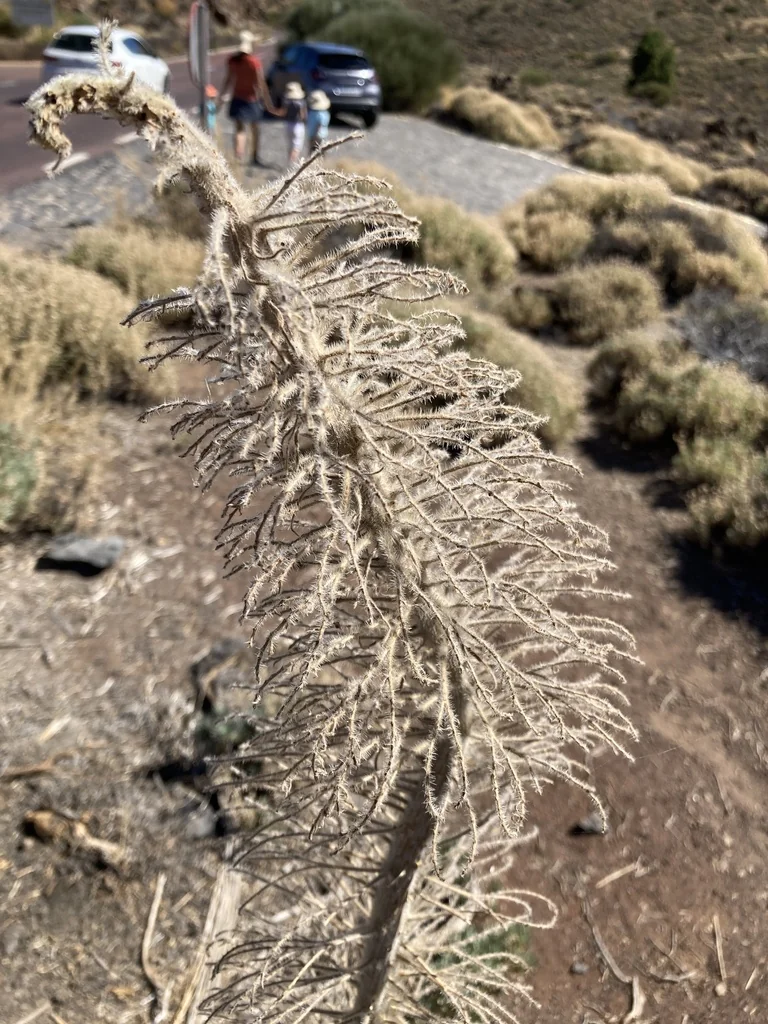 Echium Wildpretii