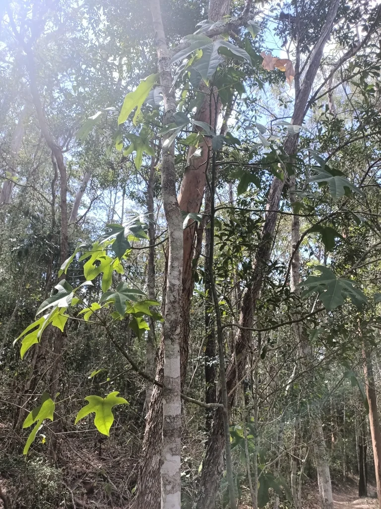 Brachychiton Acerifolius