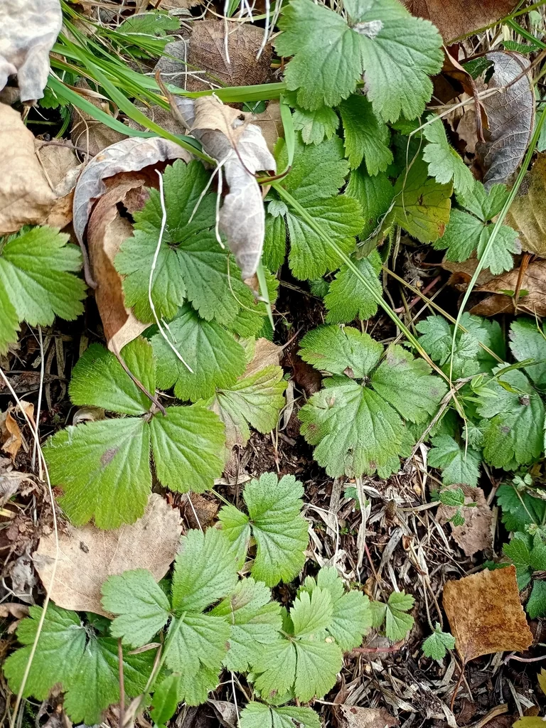 Waldsteinia Ternata