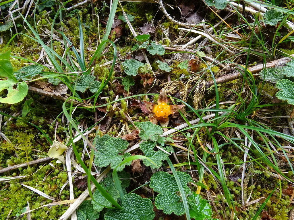 Rubus Pentalobus